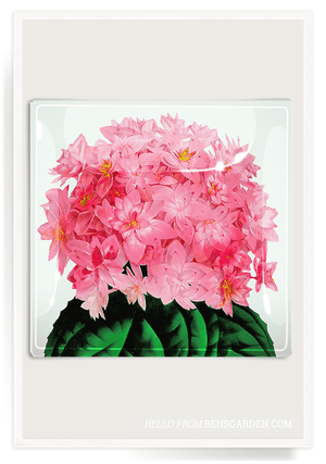 Coral Pink Hydrangea Decoupage Glass Tray - Bensgarden.com
