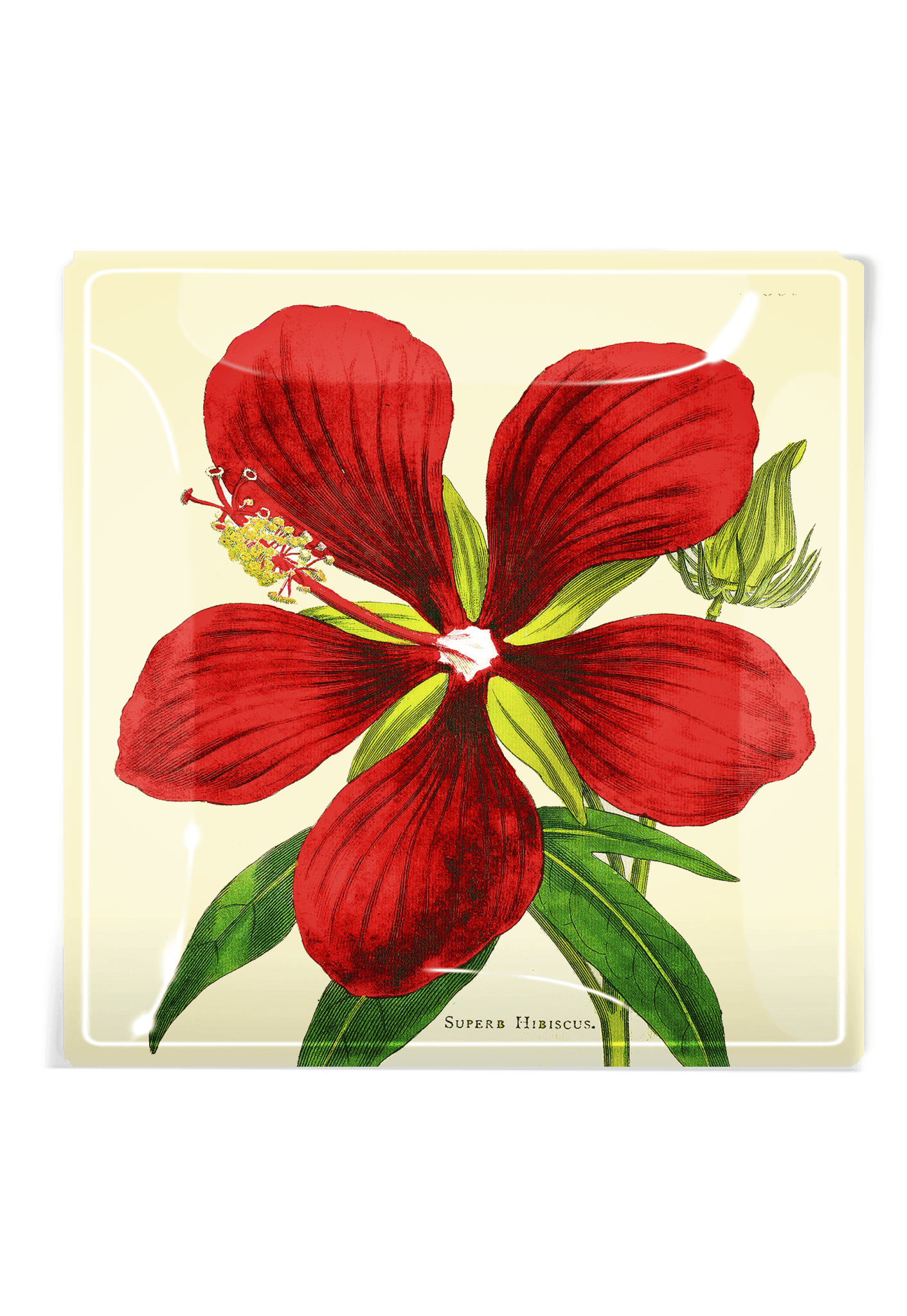 Crimson Hibiscus Flower Decoupage Glass Tray - Bensgarden.com