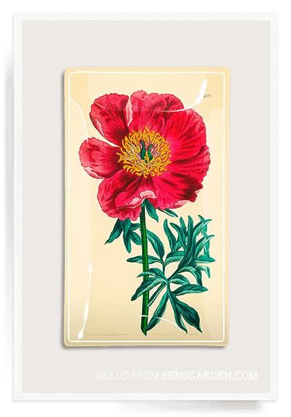 Crimson Japanese Peony Decoupage Tray - Bensgarden.com