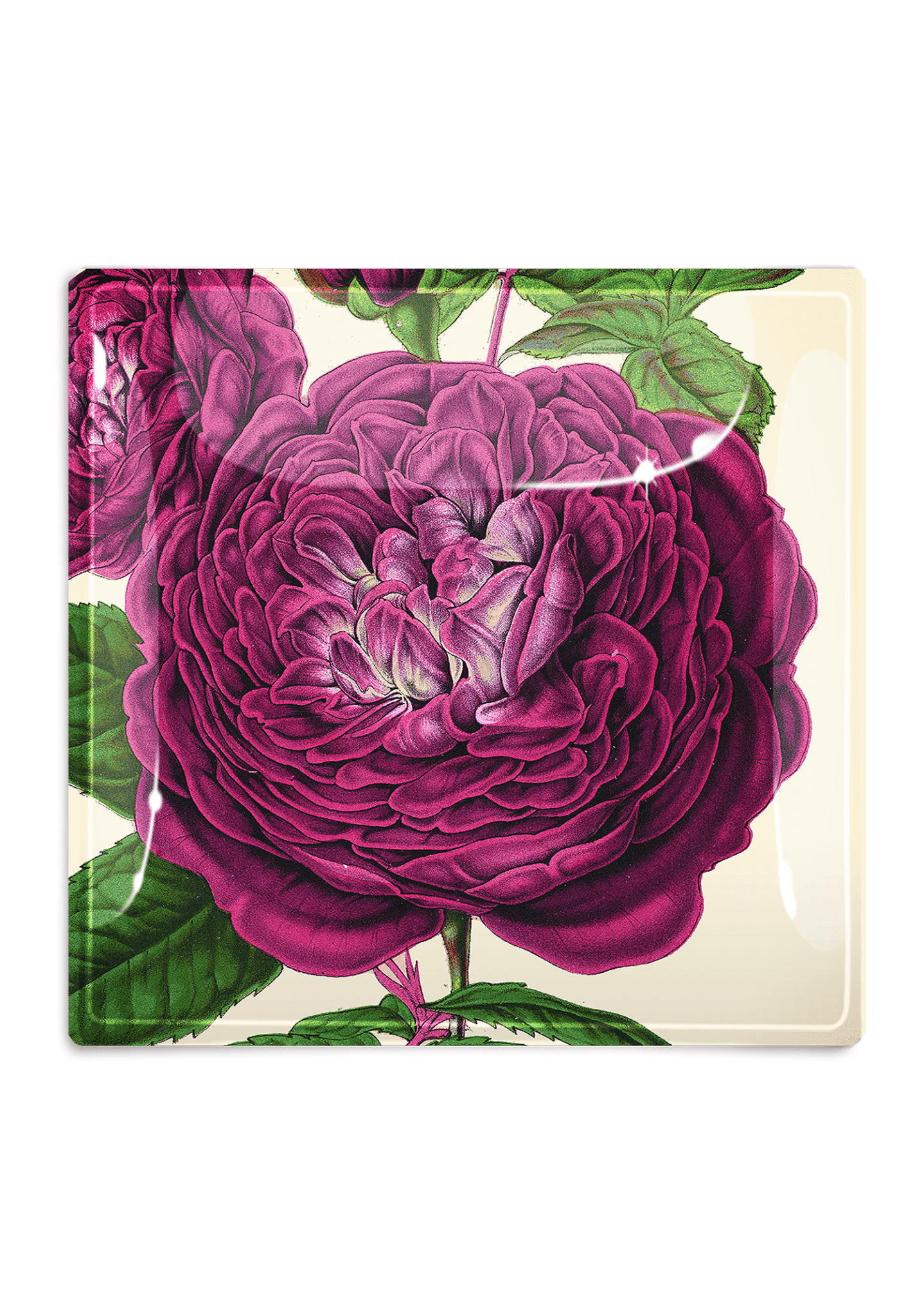 Dark Purple David Austin Rose Decoupage Glass Tray - Bensgarden.com