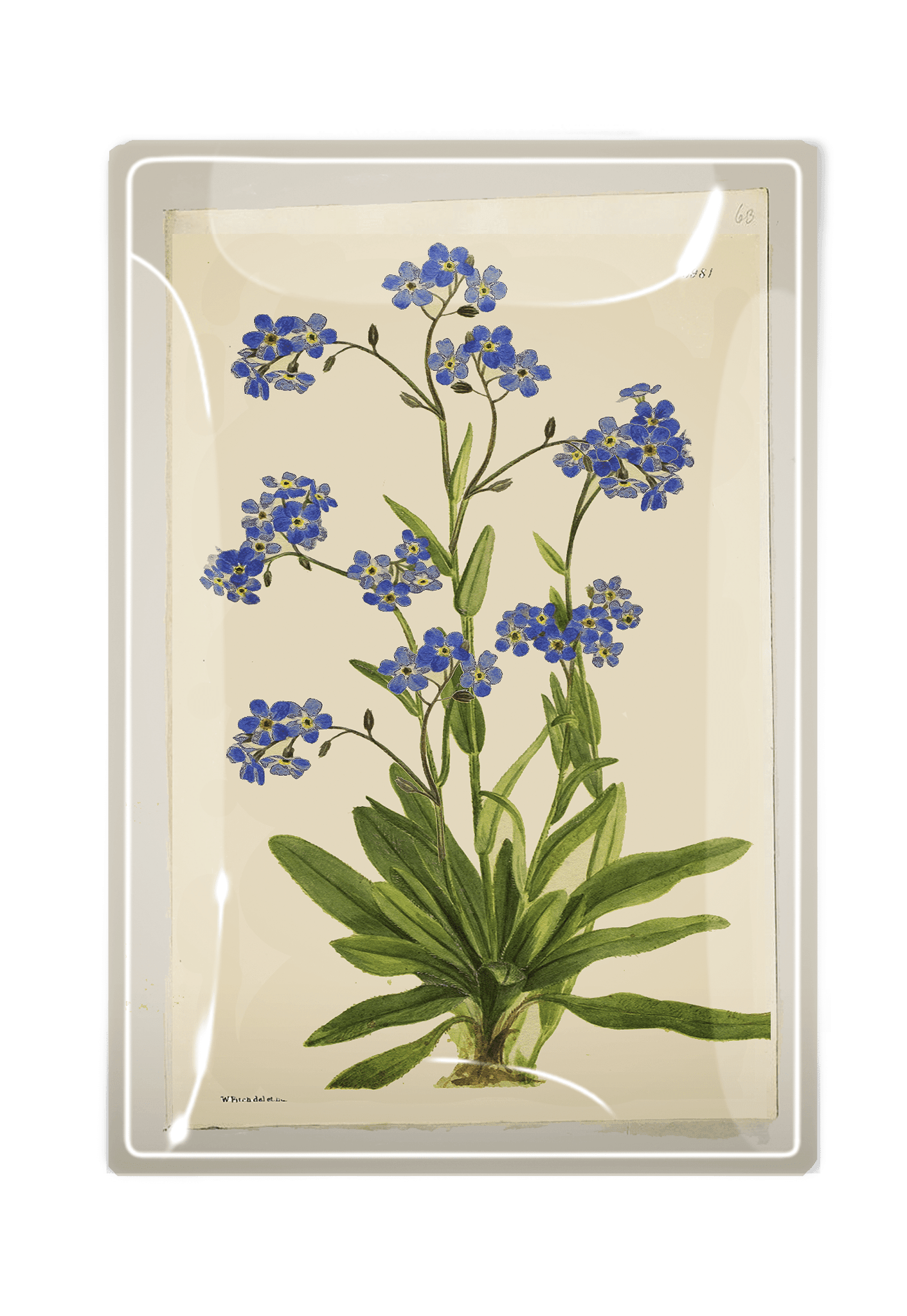 Forget Me Nots Decoupage Glass Tray - Bensgarden.com