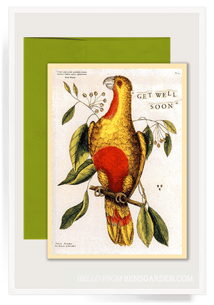 Get Well Parrot Folded Greeting Card - Bensgarden.com
