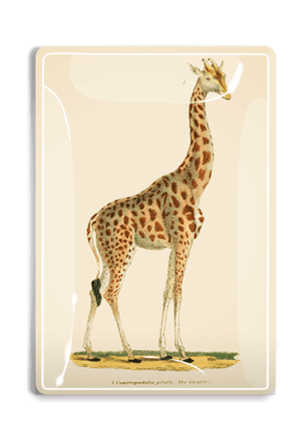 Giraffe "Geoffrey" Decoupage Glass Tray - Bensgarden.com