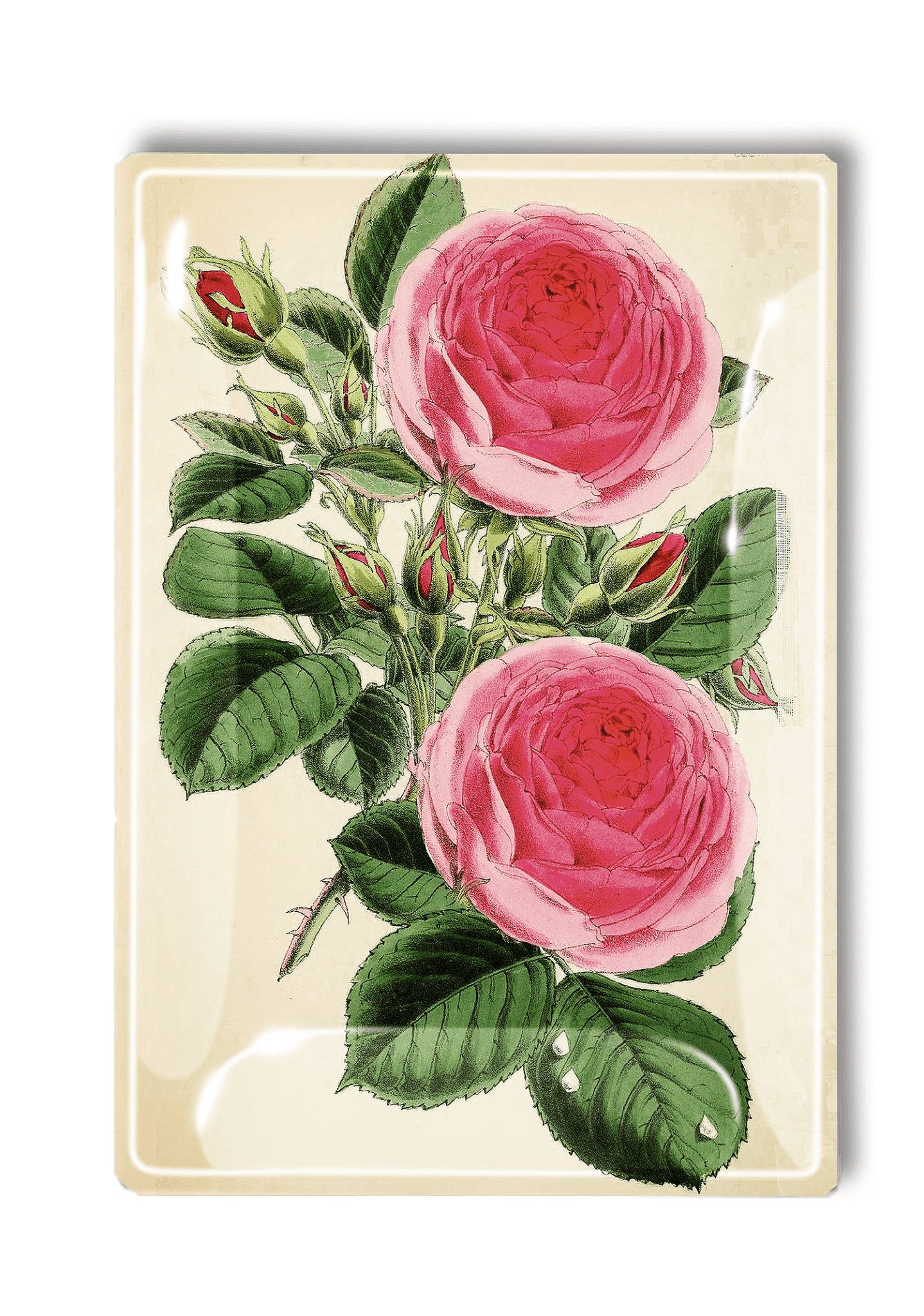 Middleton Pink Rose Decoupage Glass Tray - Bensgarden.com