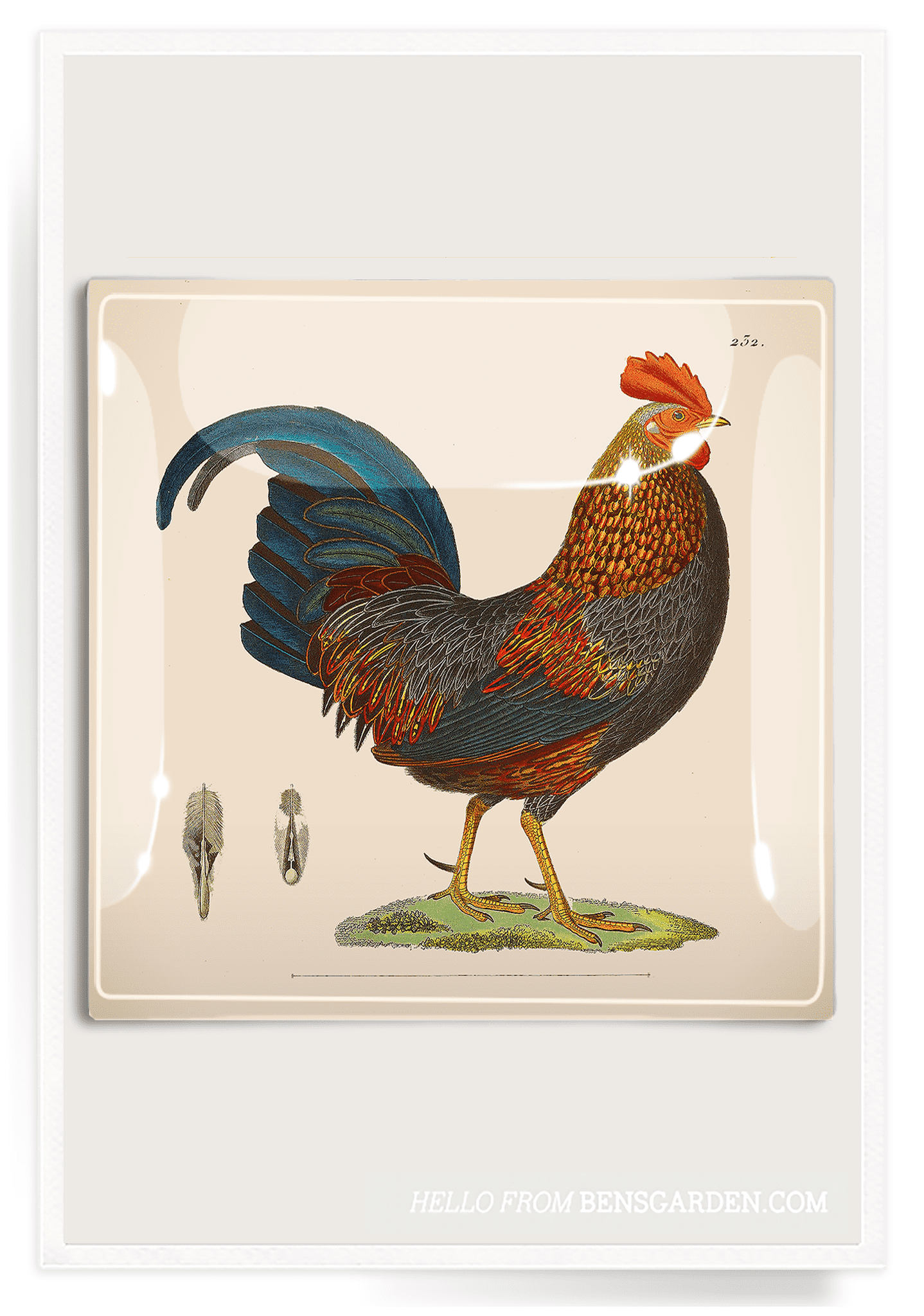 Morning Rooster Texas Decoupage Glass Tray - Bensgarden.com