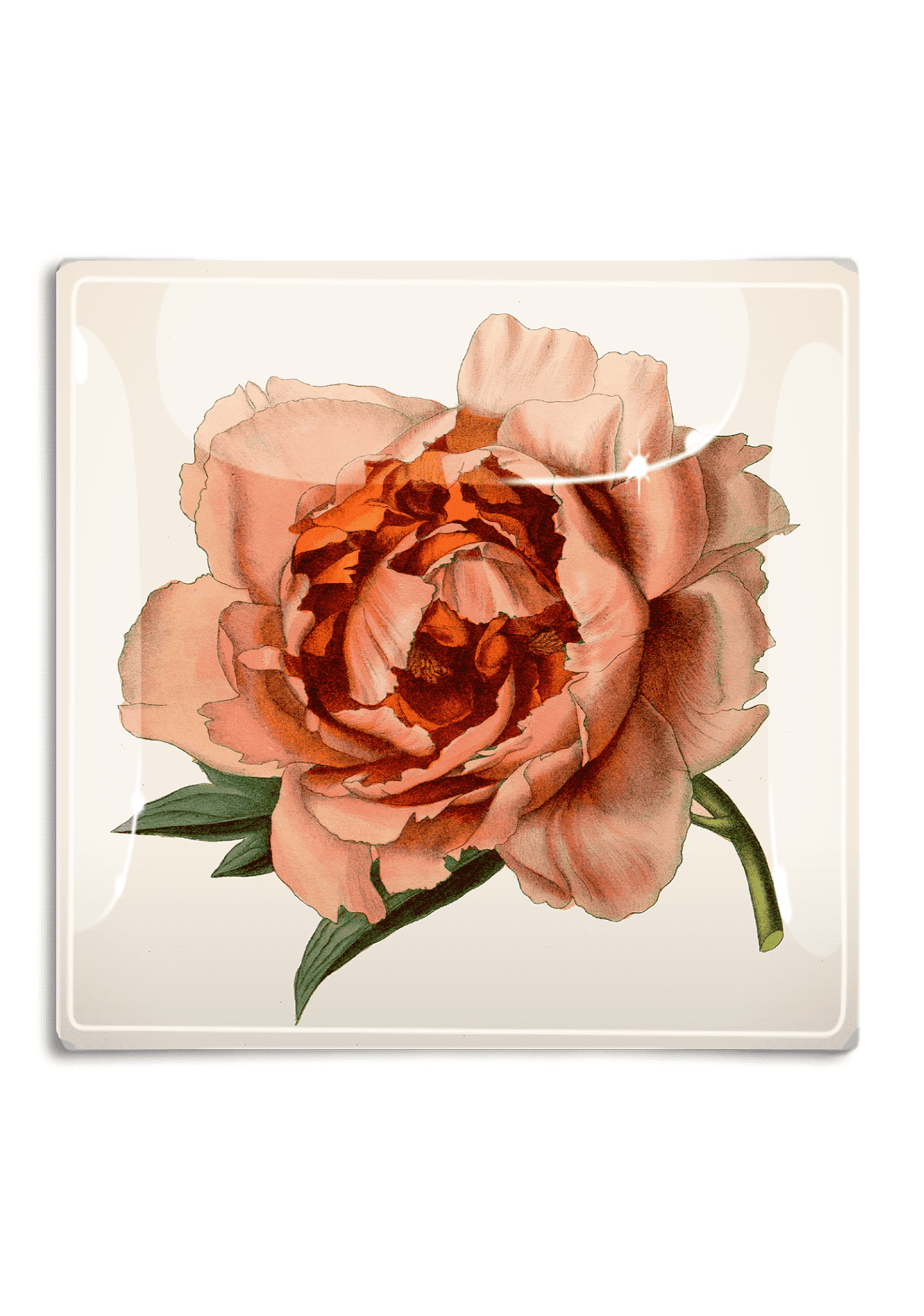 Peach Peony Specimen Decoupage Glass Tray - Bensgarden.com