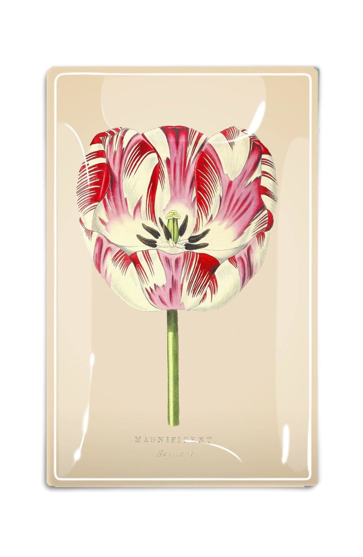 Pink Tulip Magnificent Decoupage Glass Tray - Bensgarden.com