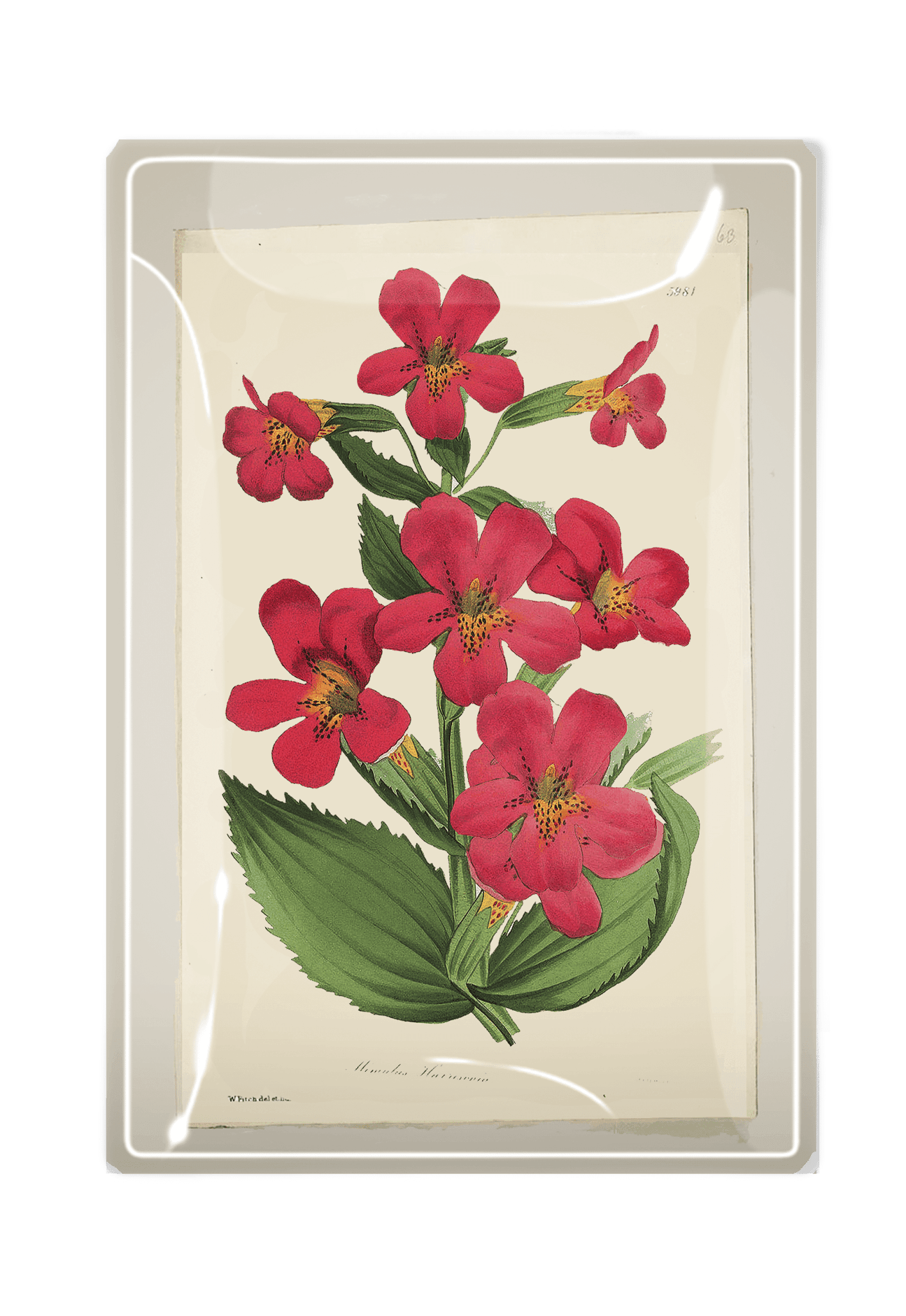 Pinks Flower Decoupage Glass Tray - Bensgarden.com