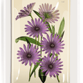 Purple Daisy Blossoms Decoupage Glass Tray - Bensgarden.com