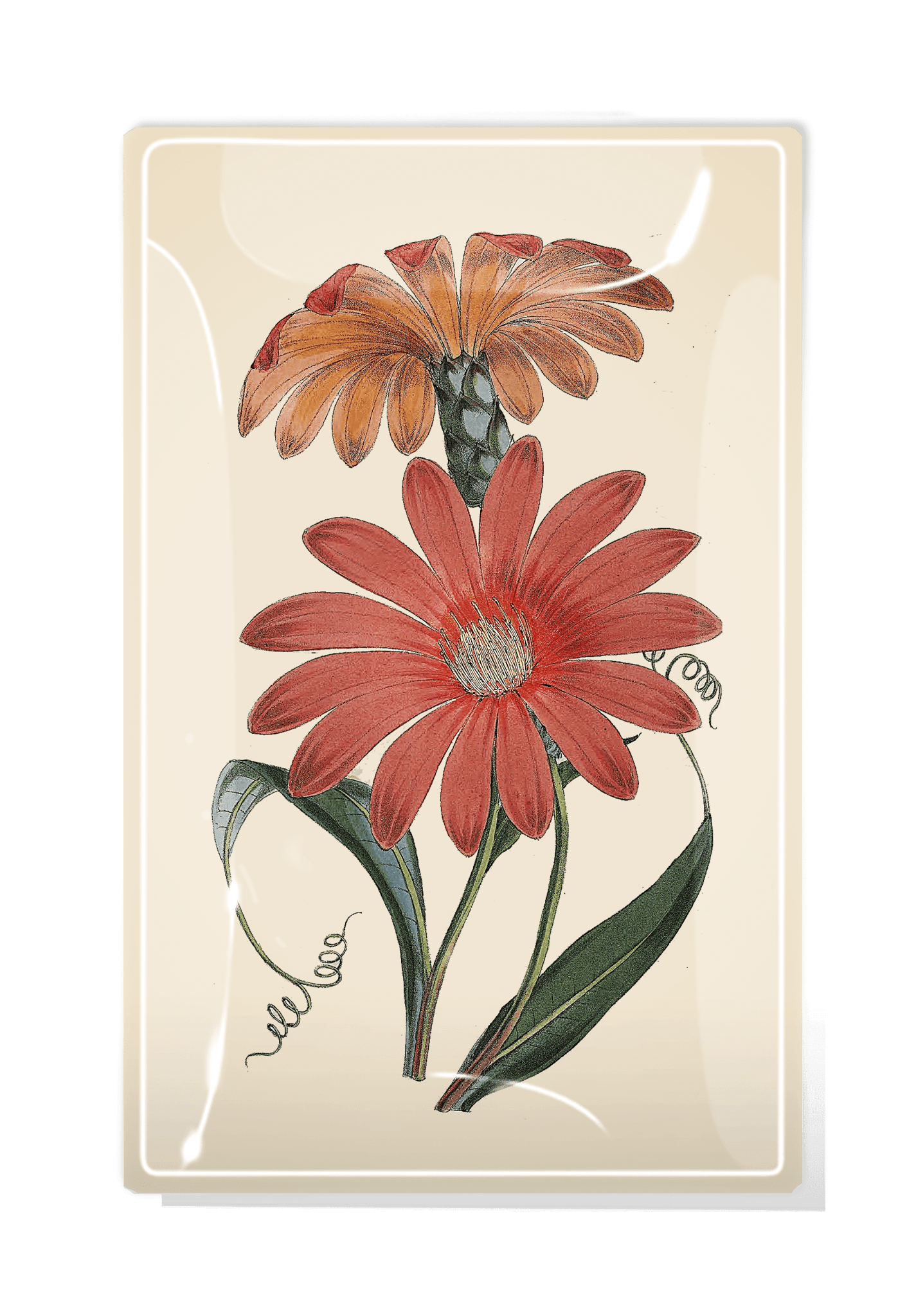 Red California Daisy Decoupage Glass Tray - Bensgarden.com