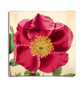 Red Rose Flower with Green Stem Decoupage Glass Tray - Bensgarden.com