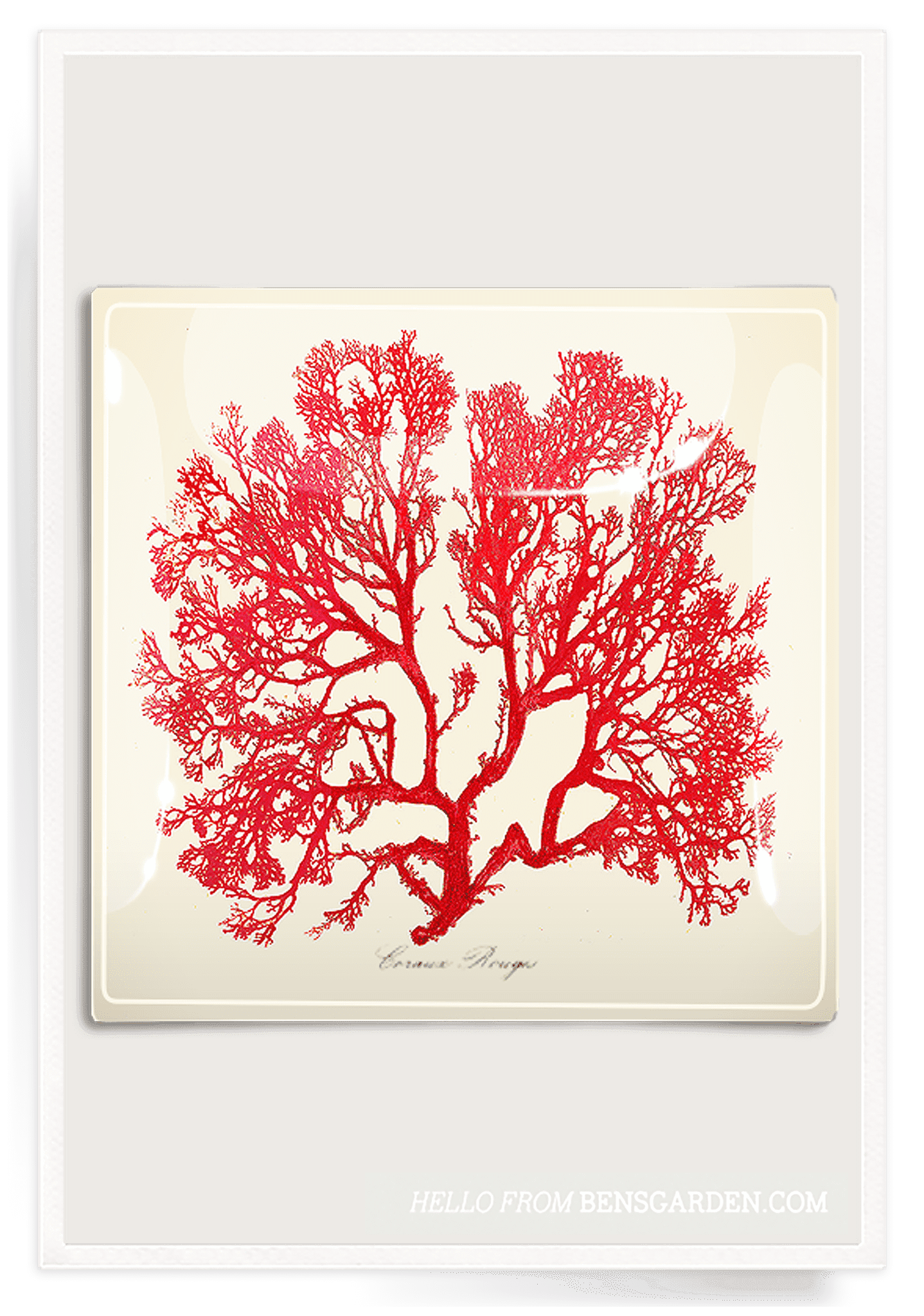 Red Sea Fan Decoupage Glass Tray - Bensgarden.com