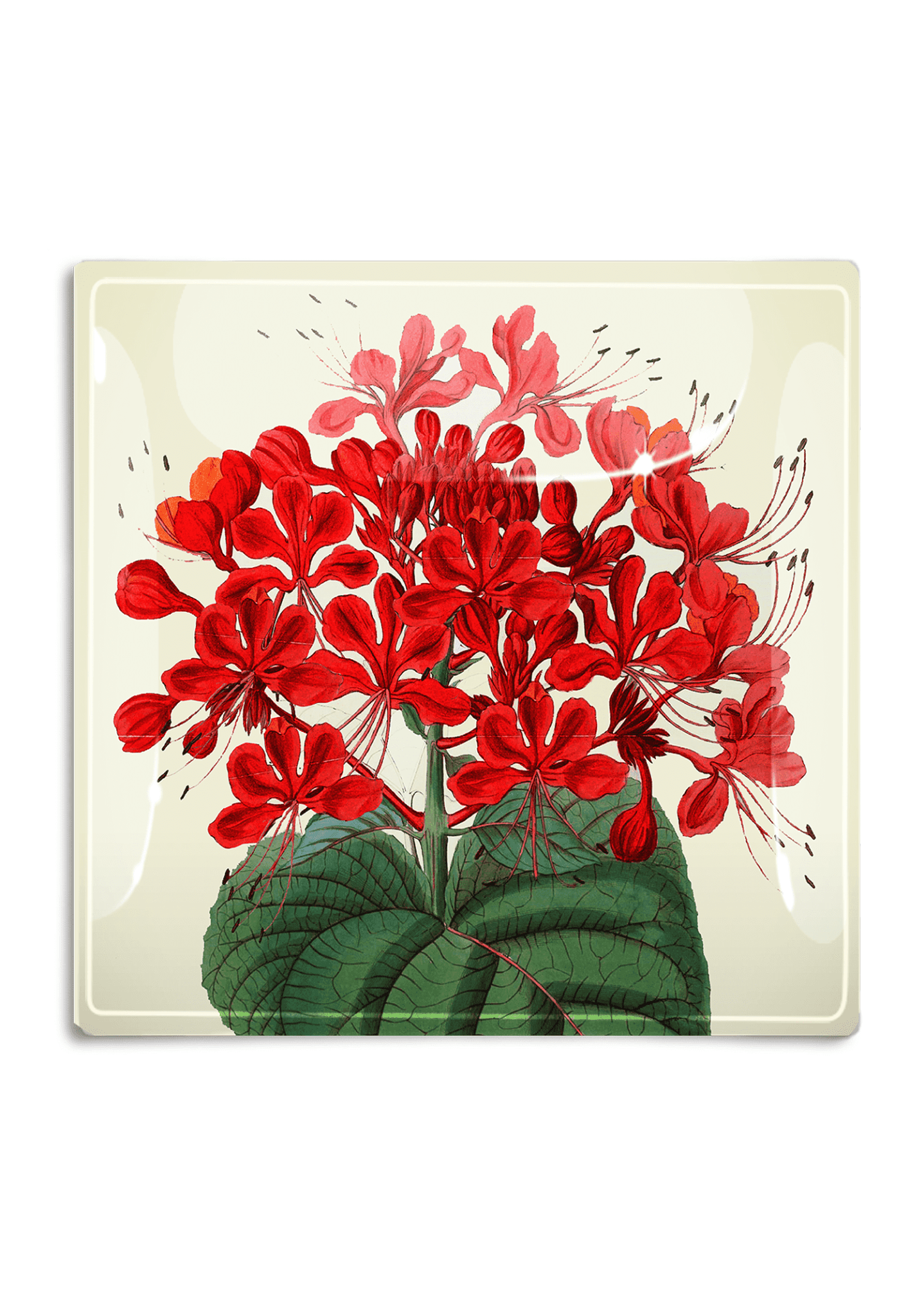 Red Tropical Flower Decoupage Glass Tray - Bensgarden.com