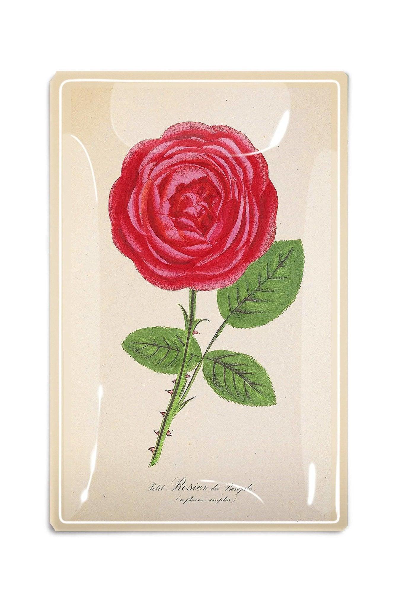 Single Hot Pink David Austin Rose Stem Decoupage Glass Tray - Bensgarden.com