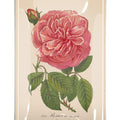 Single Pink Flutter David Austin Rose Stem Decoupage Glass Tray - Bensgarden.com