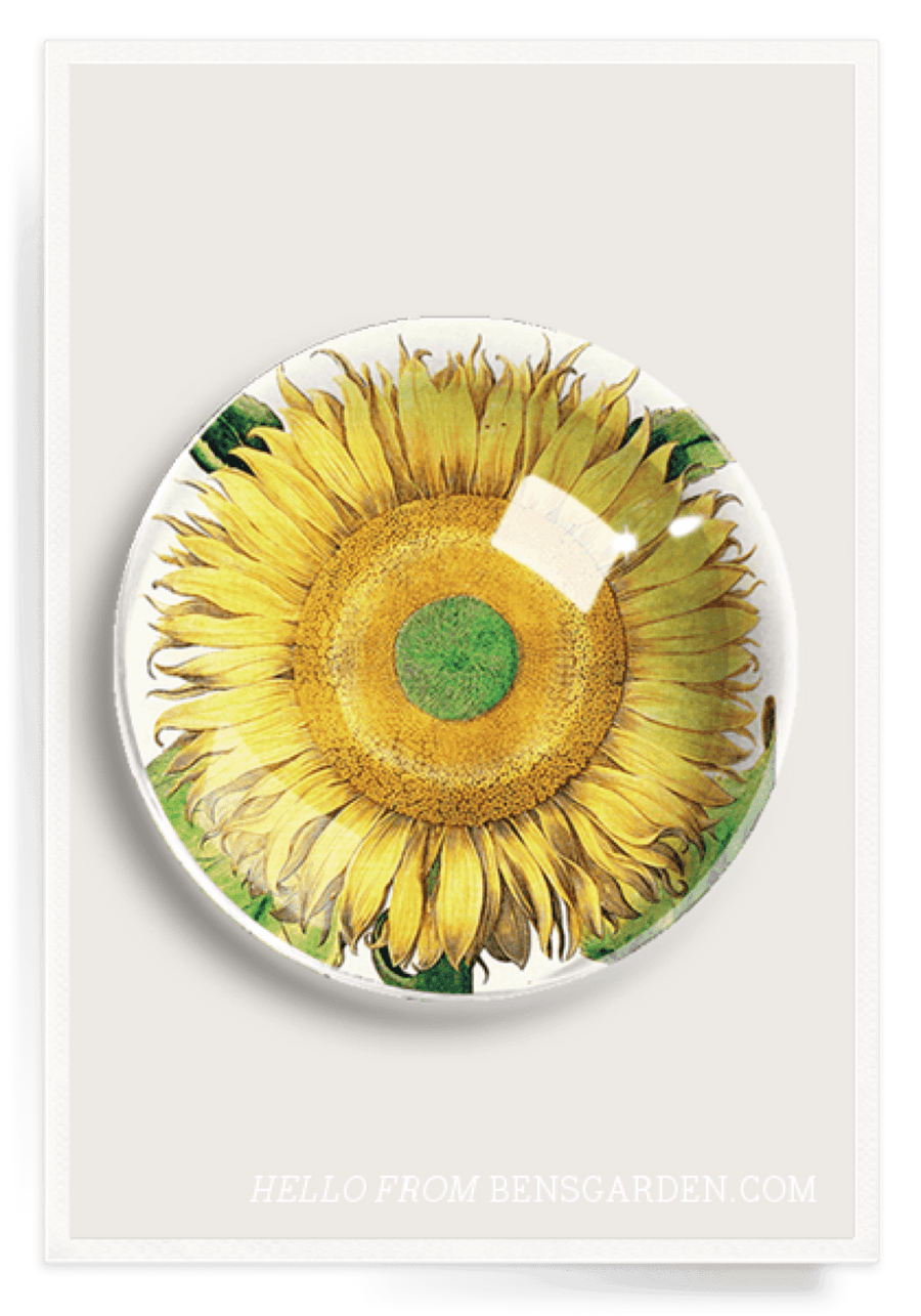 Sunflower No.1 French Crystal Dome Paperweight - Bensgarden.com