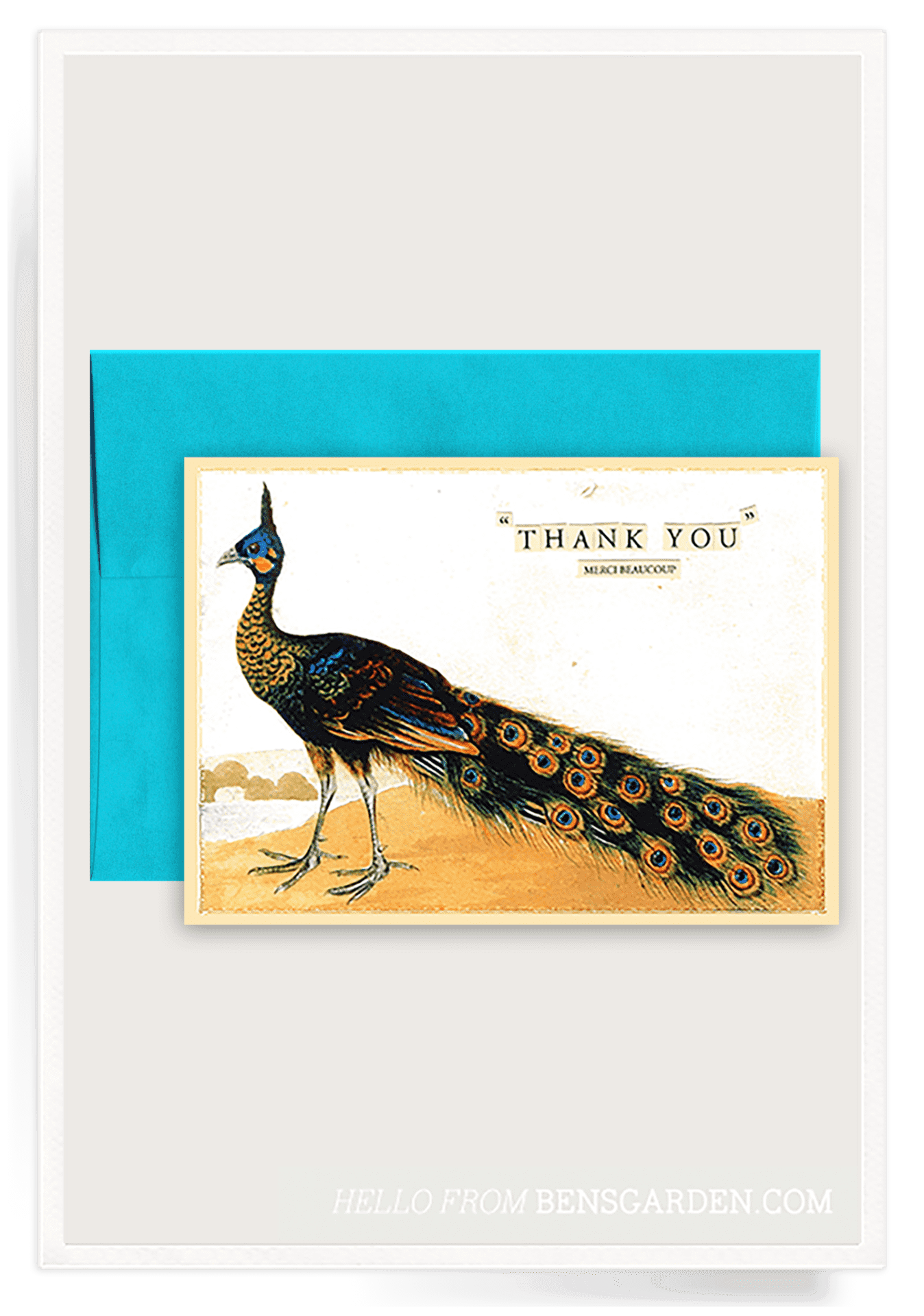 Thank You Peacock Folded Greeting Card - Bensgarden.com