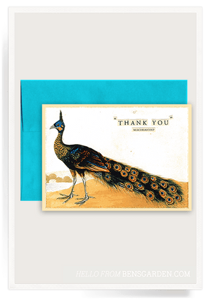 Thank You Peacock Folded Greeting Card - Bensgarden.com