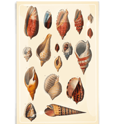 Tortola Seashell Collection Decoupage Glass Tray - Bensgarden.com