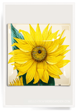 Tropical Argentine Sunflower Decoupage Glass Tray - Bensgarden.com