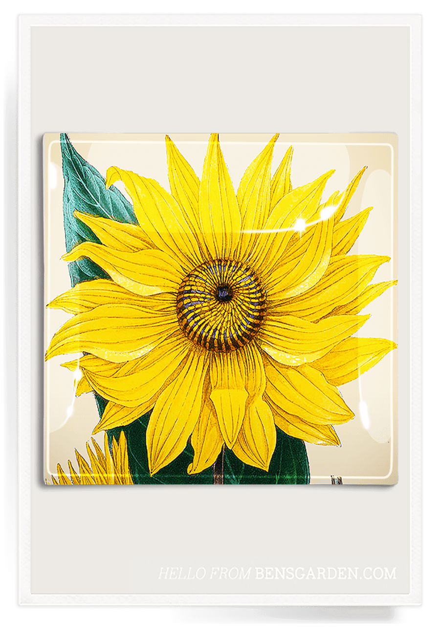 Tropical Argentine Sunflower Decoupage Glass Tray - Bensgarden.com