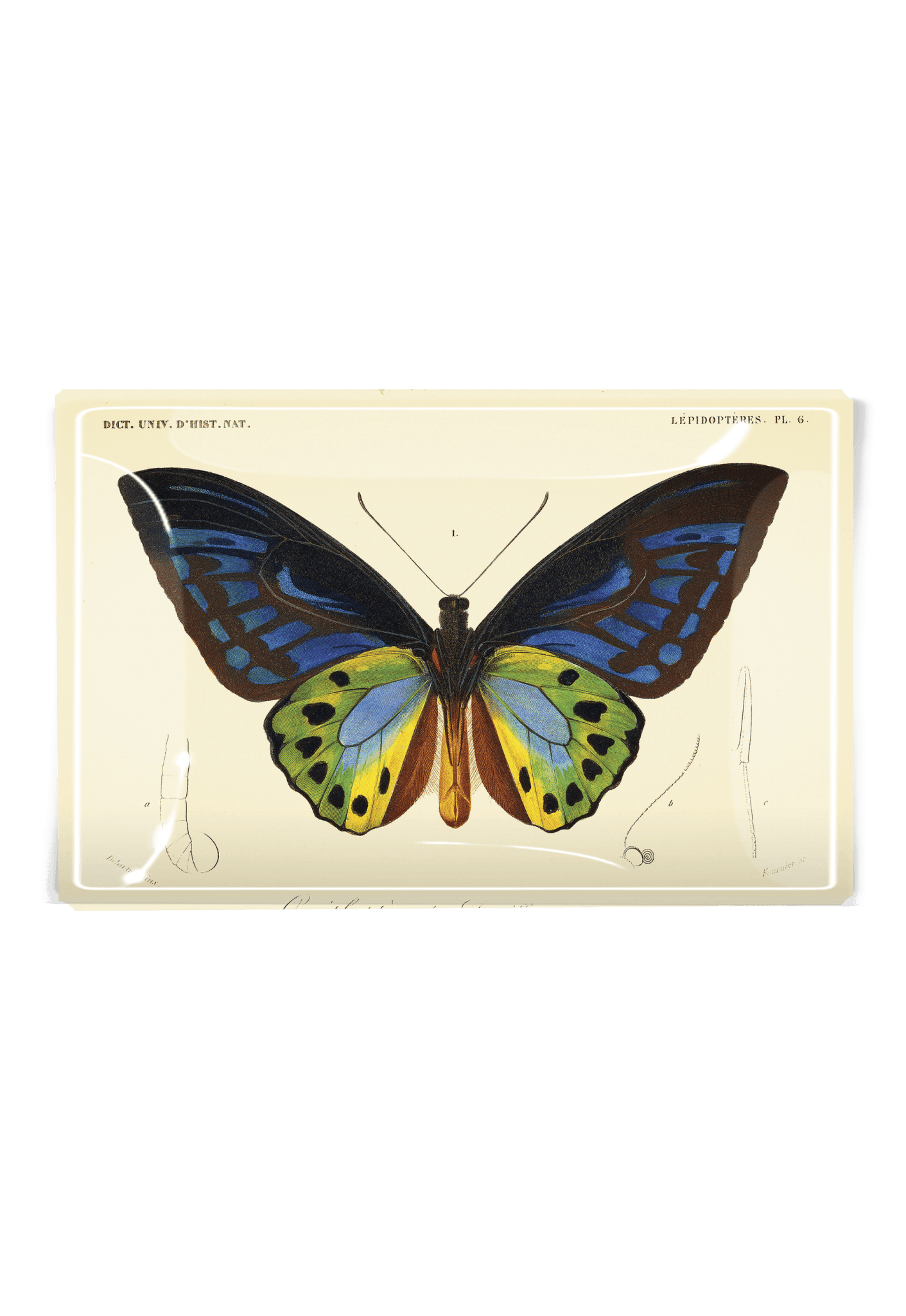 Tropical Butterfly No. 6 Decoupage Glass Tray - Bensgarden.com