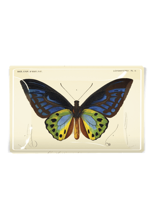 Tropical Butterfly No. 6 Decoupage Glass Tray - Bensgarden.com