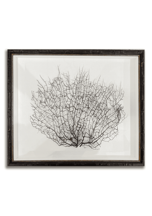 True Barbados Sea Fan Specimens - Bensgarden.com