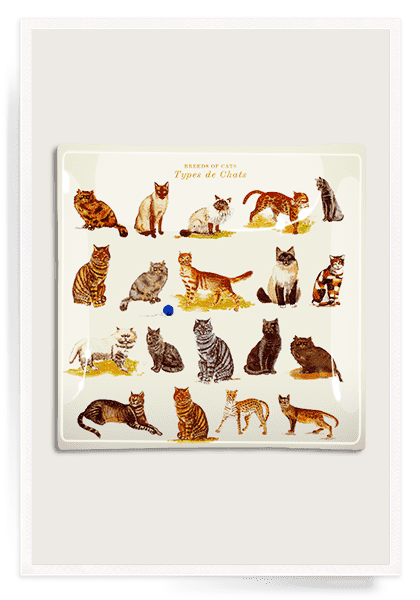 Types De Chats Decoupage Glass Tray - Bensgarden.com