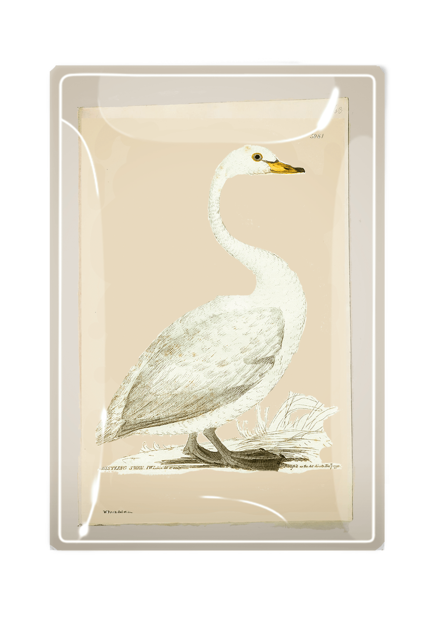 White Swan Decoupage Glass Tray - Bensgarden.com