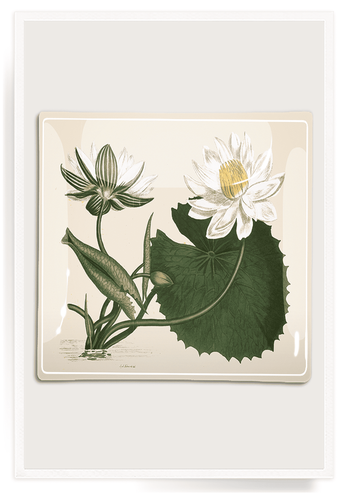 White Water Lily Decoupage Glass Tray - Bensgarden.com