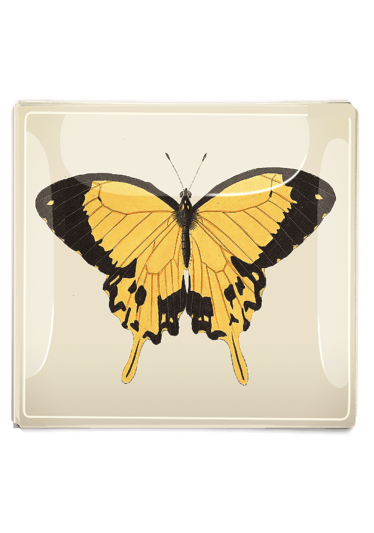 Yellow and Black Chilean Butterfly Decoupage Glass Tray - Bensgarden.com