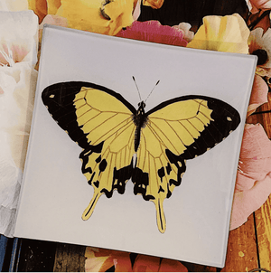 Yellow and Black Chilean Butterfly Decoupage Glass Tray - Bensgarden.com