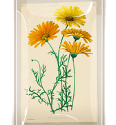 Yellow Daisies Decoupage Glass Tray - Bensgarden.com