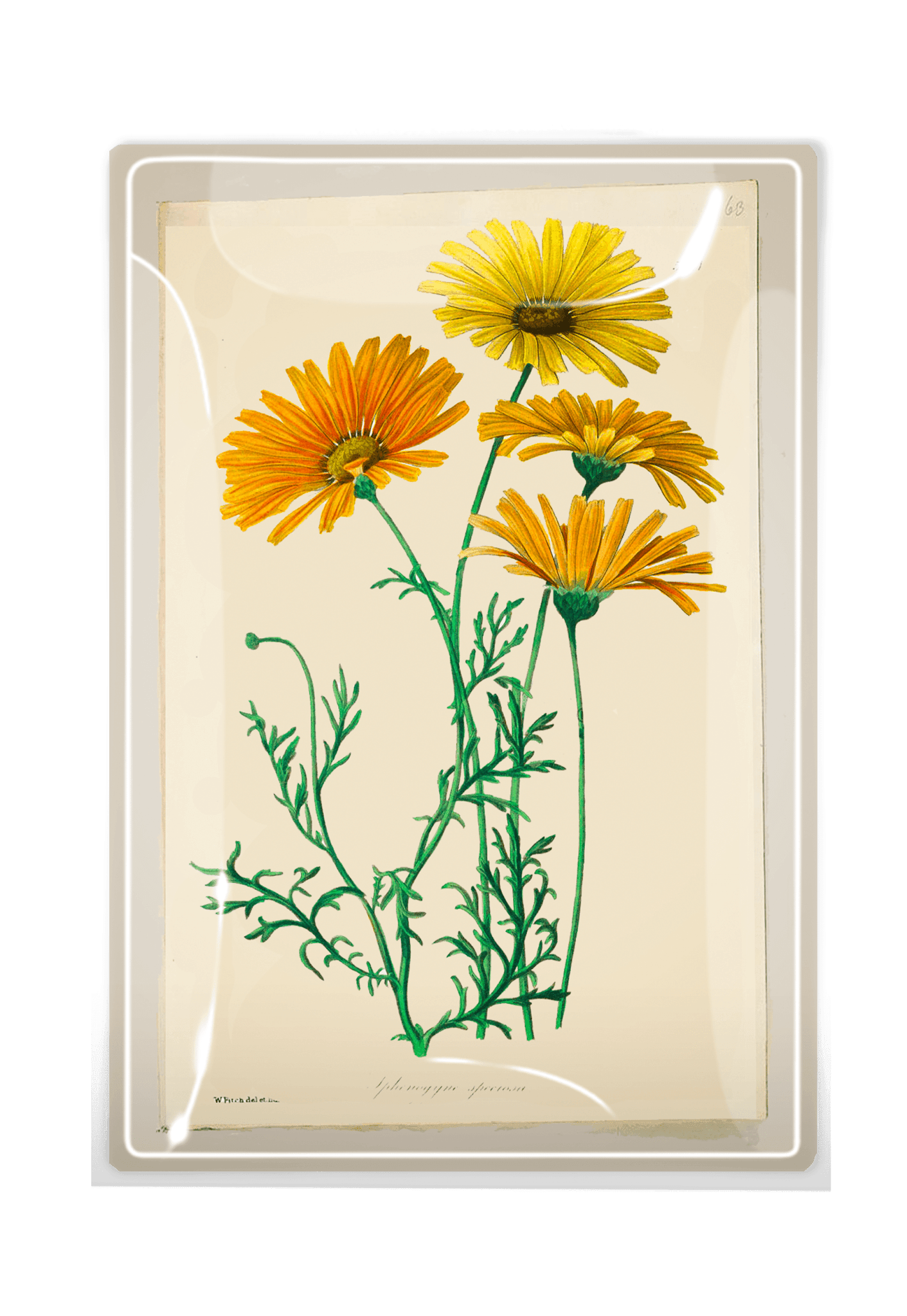 Yellow Daisies Decoupage Glass Tray - Bensgarden.com