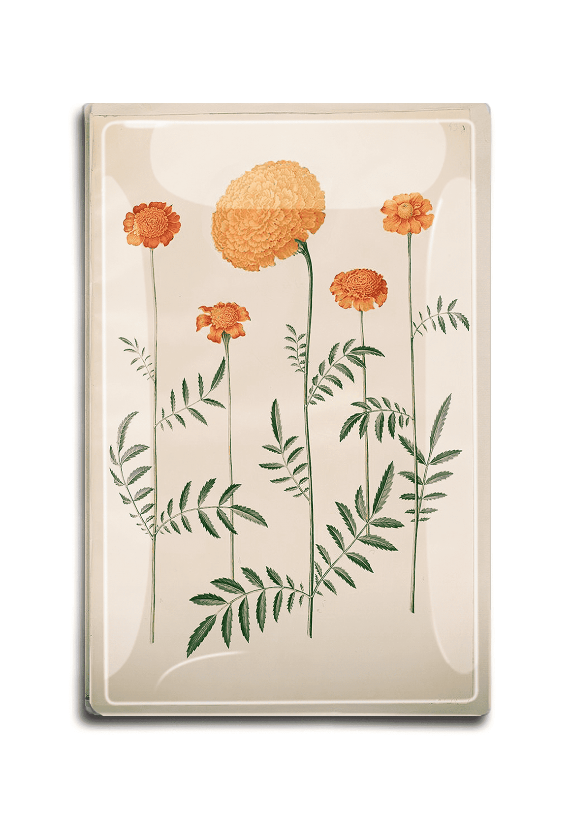 Yellow Marigold Botany Decoupage Glass Tray - Bensgarden.com